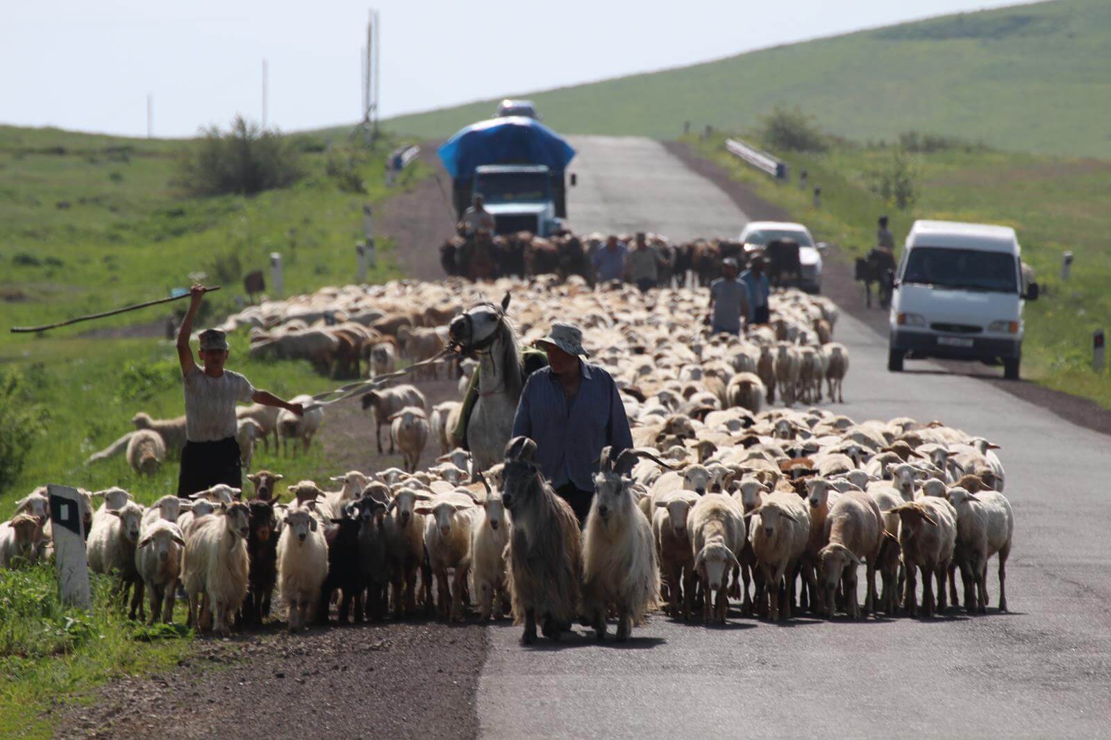 oost turkije, schaapskudde.jpg